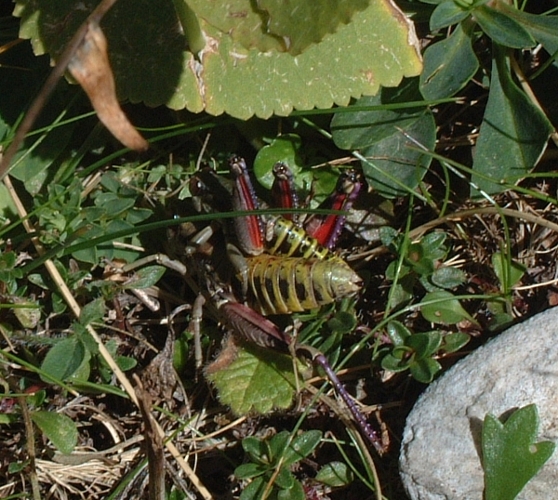 Italopodisma sp.